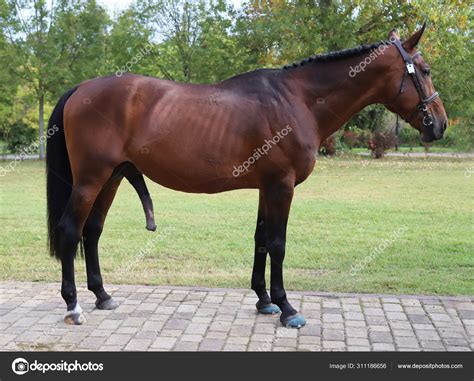 taille pénis cheval